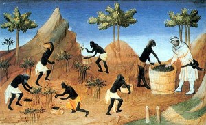 The Pepper Harvest in Marco Polo's Day