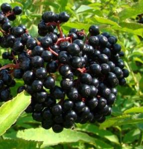 Sambucus-berries